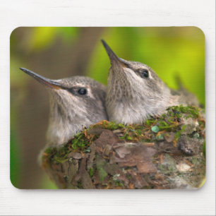Mousepad Beija-flores filhotes