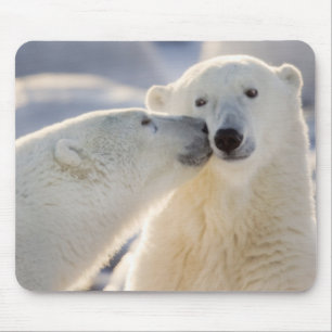 Mousepad Beijo de Urso Polar