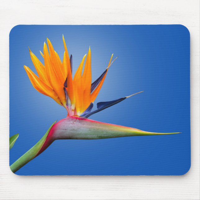 Mousepad Bela ave do Paraíso Strelitzia Flower (Frente)