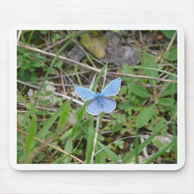 Mousepad Bela Borboleta Azul (Frente)