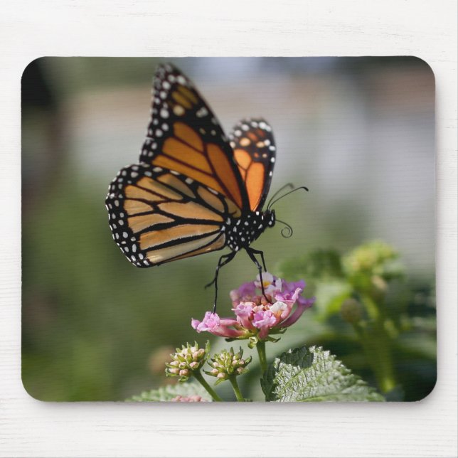 Mousepad Bela Borboleta Monarca (Frente)