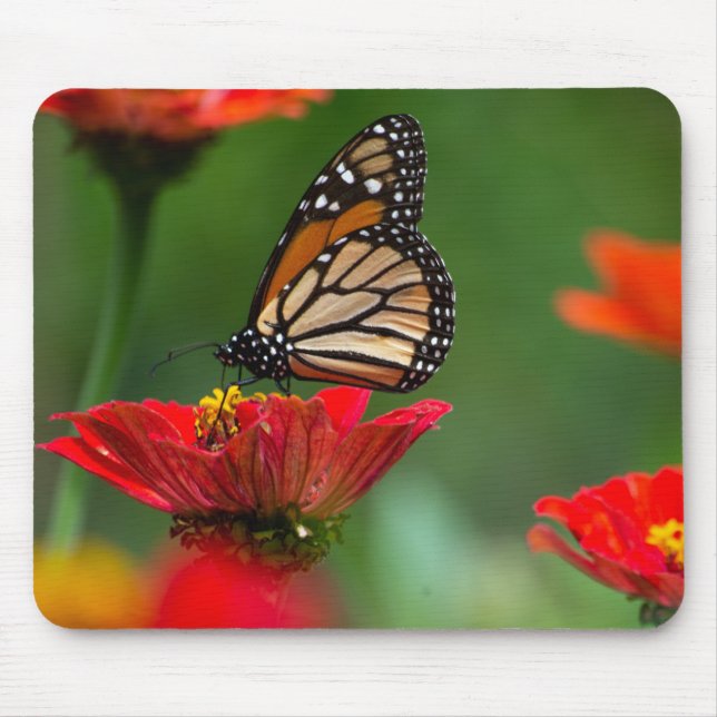 Mousepad Bela Borboleta Monarca (Frente)