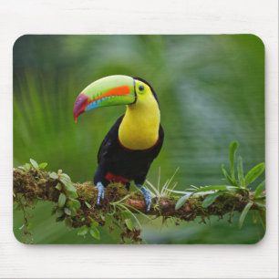 Mousepad Bela e Colorida Ave de Turim Tropical