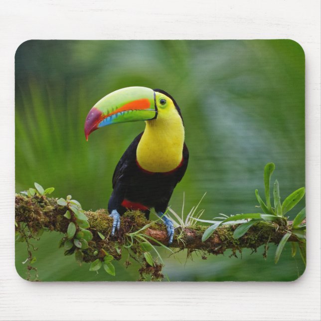 Mousepad Bela e Colorida Ave de Turim Tropical (Frente)