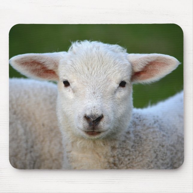 Mousepad Bela ovelha (Frente)