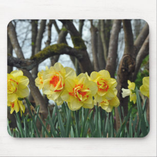 Mousepad Beleza daffodil amarela