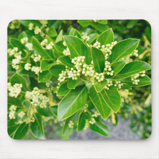 Mousepad beleza das plantas verdes (Frente)