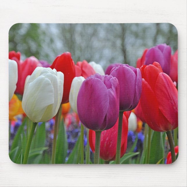 Mousepad Beleza das tulipas coloridas (Frente)