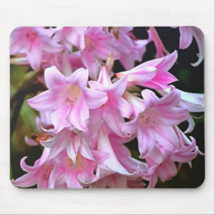 Mousepad Belladonna Amaryllis Lilies, Rosa,