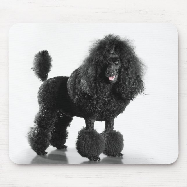 Mousepad Belo, aparado, preto, corpo de poodle completo (Frente)