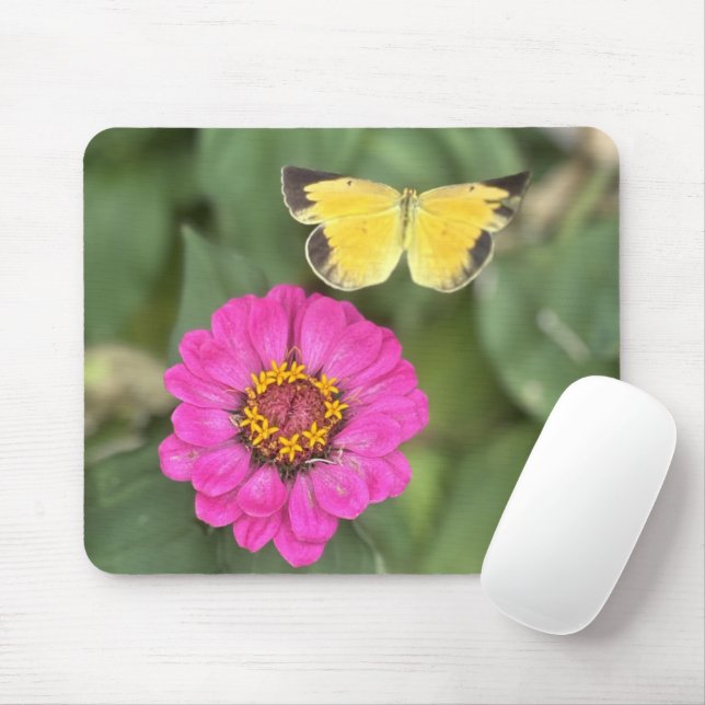 Mousepad Belo Borboleta Sobre Zinnia (Com mouse)