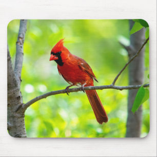 Mousepad Belo Cardeal Vermelho Brilhante em uma árvore