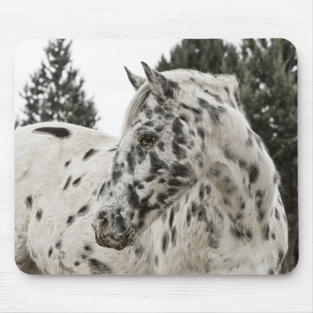 Mousepad Belo Cavalo Appaloosa, Ocidental, Appy (Frente)
