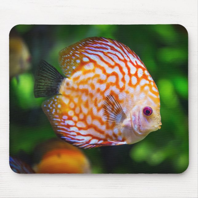 Mousepad Belo Encerramento de um Peixe de Disco (Frente)