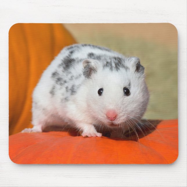 Mousepad Belo Hamster Sírio, Negro Encarado Engraçado (Frente)