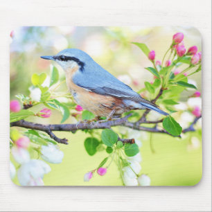 Mousepad Belo Jay Azul em uma Ramificação de Berries