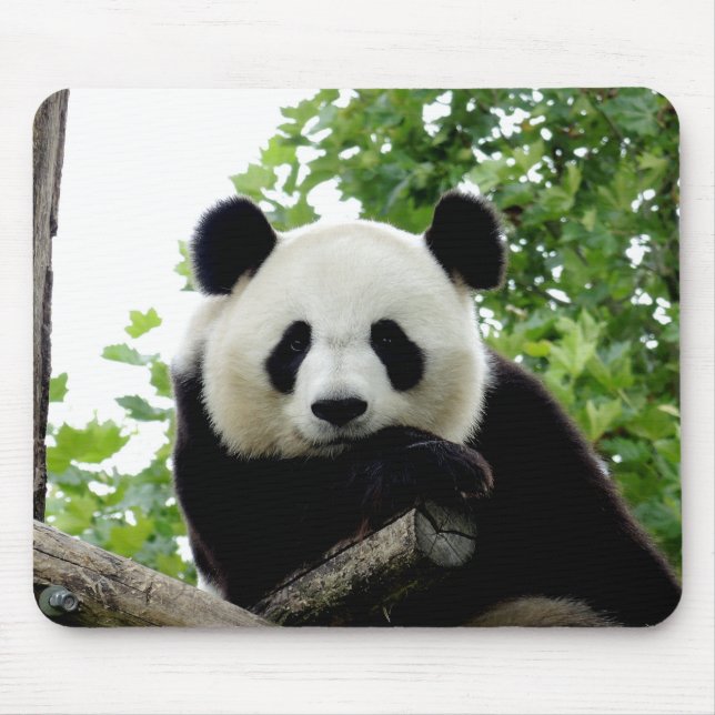 Mousepad Belo Pad de Mouse Giant Panda (Frente)