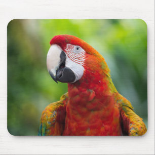 Mousepad Belo papagaio
