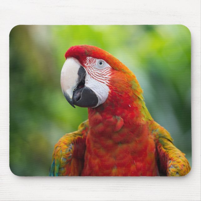 Mousepad Belo papagaio (Frente)