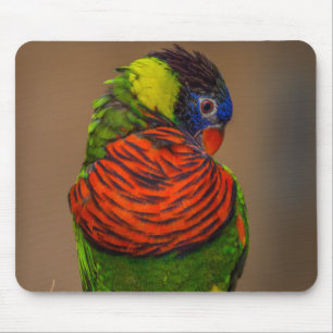 Mousepad Belo papagaio Brilhante Colorido