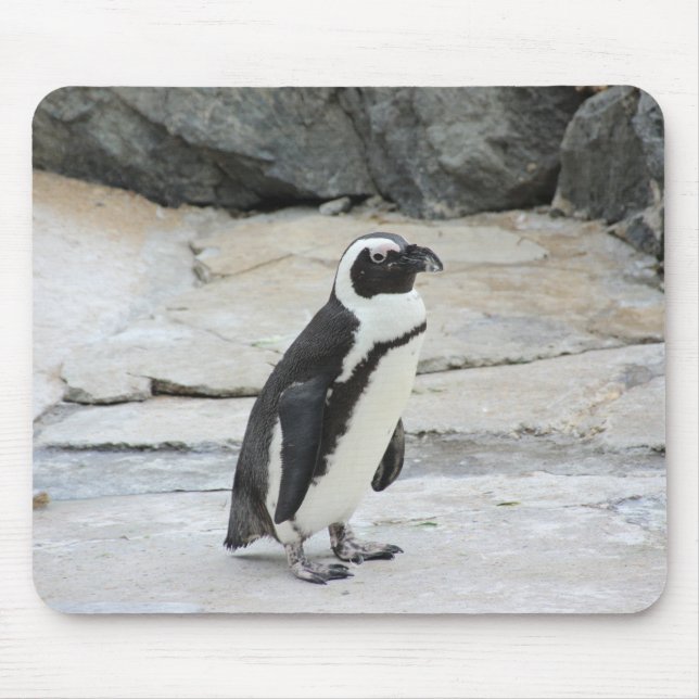 Mousepad Belo Pinguim Negro e Branco nas Rochas (Frente)