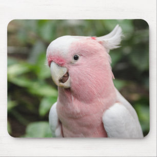 Mousepad Belo Pink Brilhante e Papagaio Branco