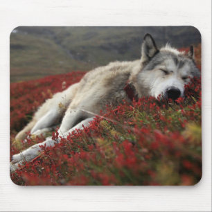 Mousepad Belo rato de Lobo Dormindo