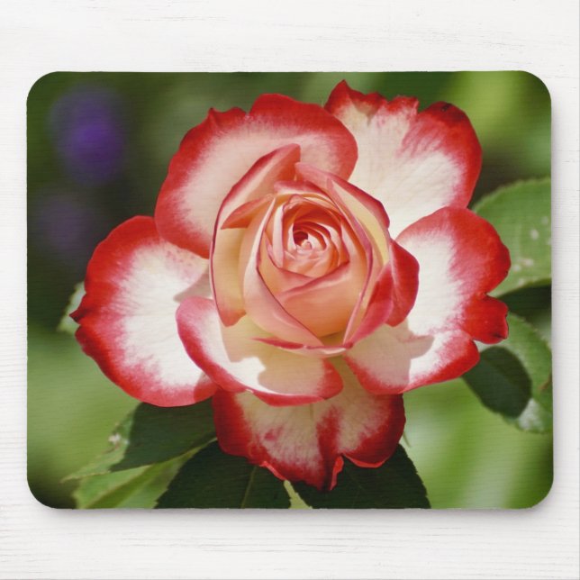 Mousepad Belo Rosa vermelho e branco (Frente)