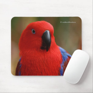 Mousepad Belo "Senhora em Vermelho" Eclectus Parrot