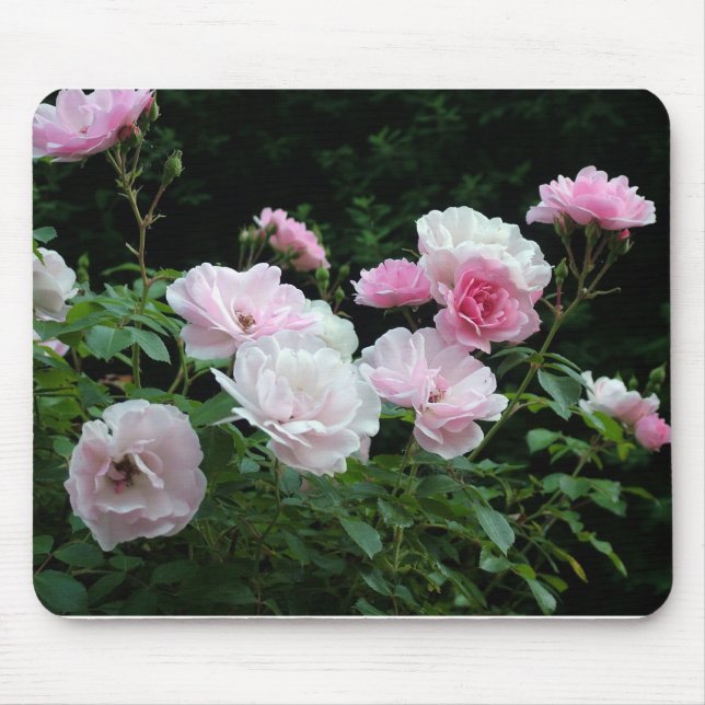 Mousepad belos arbustos de flores de rosa rosa e branca. Fl (Frente)