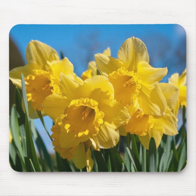 Mousepad Belos Daffodilos Amarelos (Frente)