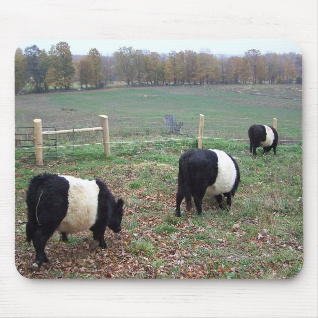 Mousepad Beltie Cow Herd ao longo de uma trilha (Frente)