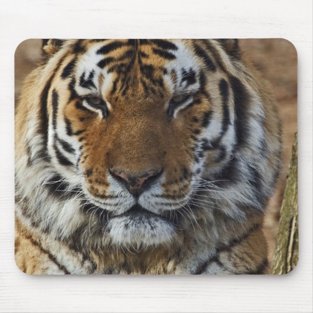 Mousepad Bengal Tiger, Panthera tigris, Zoo de Louisville, (Frente)