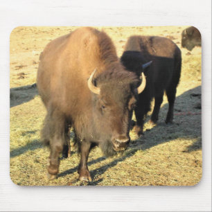 Mousepad Bison no Colorado