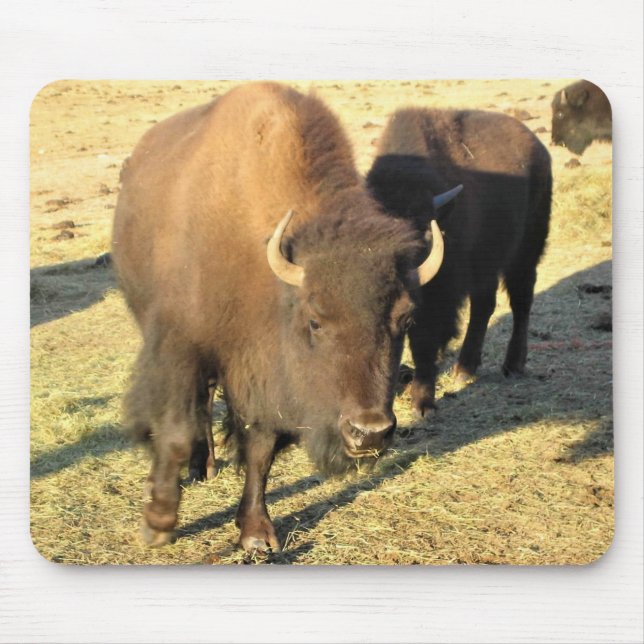 Mousepad Bison no Colorado (Frente)