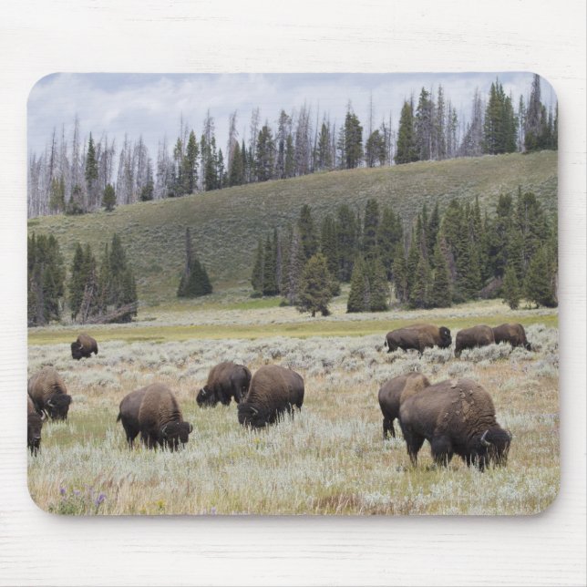 Mousepad Bison no Vale Hayden de Yellowstone (Frente)