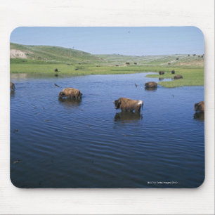 Mousepad Bisonte na água com as andorinhas de penhasco