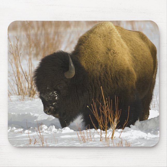 Mousepad Bisonte no parque nacional de Yellowstone do (Frente)