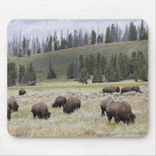 Mousepad Bisonte no vale de Hayden de Yellowstone