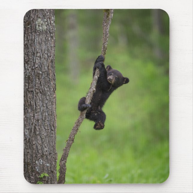 Mousepad Black Bear Cub playing on Tree Limb (Frente)