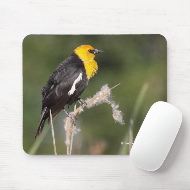 Mousepad Blackbird com cabeça amarela impressionante no pân (Com mouse)
