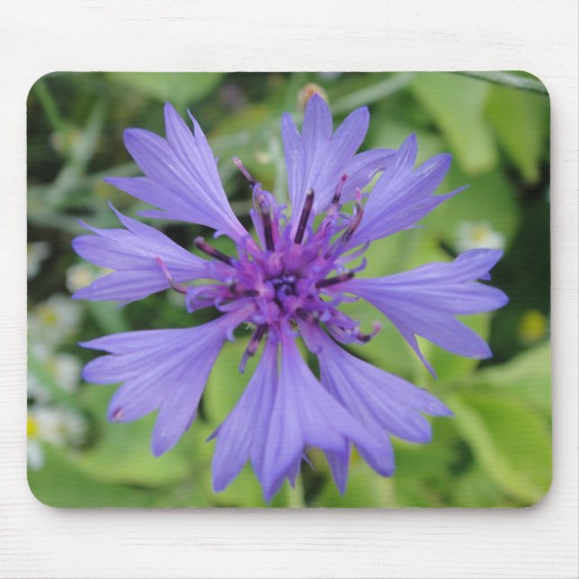 Mousepad blaue Kornblume (Frente)