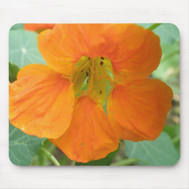 Mousepad Bloco de Mão Flor Laranja bonito Nasturtium (Frente)