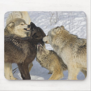 Mousepad Bloco dos lobos que interagem