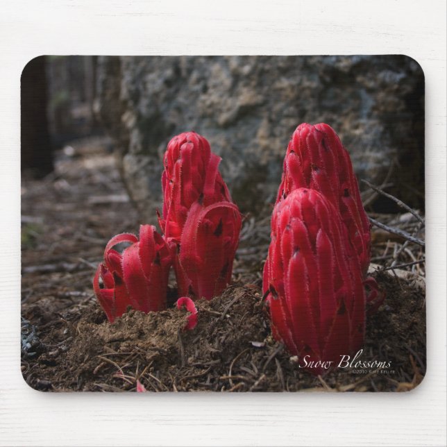 Mousepad Blossomo de Neve (Frente)