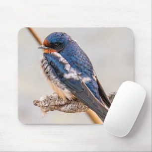 Mousepad Blue Bird, Barn Swallow, Fotografia canadense