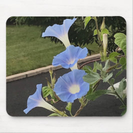Mousepad Blue Cascade Morning Glory Close-up
