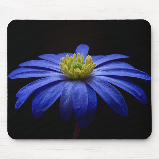 Mousepad Blue Daisy Gerbera Flower em preto (Frente)