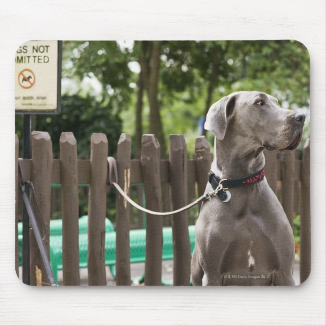 Mousepad Blue Great Dane e cachorros com coleiras (Frente)