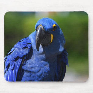 Mousepad Blue Hyacinth Macaw